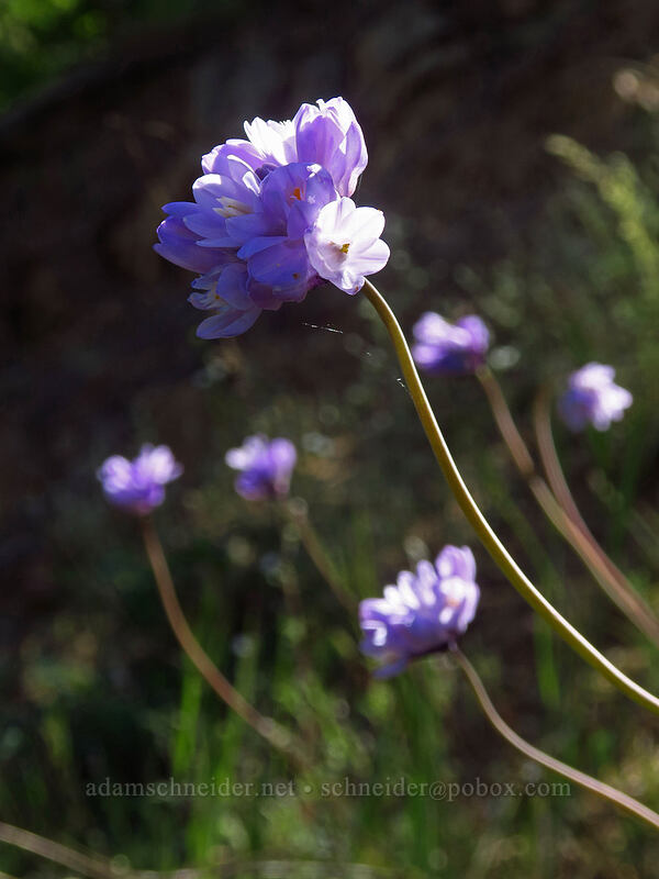 blue dicks (Dipterostemon capitatus (Dichelostemma capitatum)) [East Applegate Ridge Trail, Jackson County, Oregon]