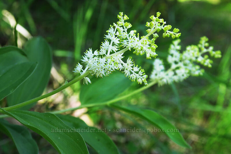 feathery false solomon's-seal (Maianthemum racemosum ssp. amplexicaule (Smilacina racemosa)) [East Applegate Ridge Trail, Jackson County, Oregon]