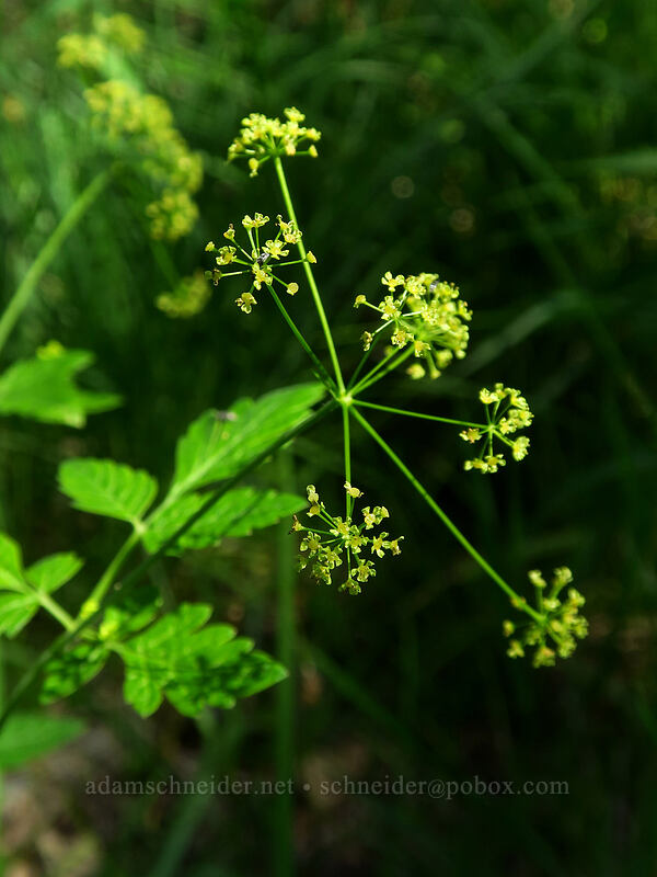 western sweet-cicely (Osmorhiza occidentalis) [East Applegate Ridge Trail, Jackson County, Oregon]