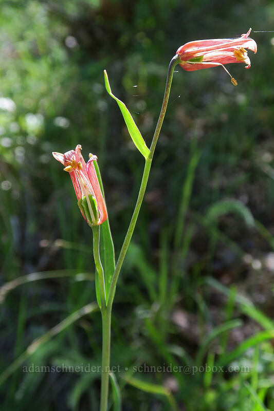 scarlet fritillary, fading (Fritillaria recurva) [East Applegate Ridge Trail, Jackson County, Oregon]