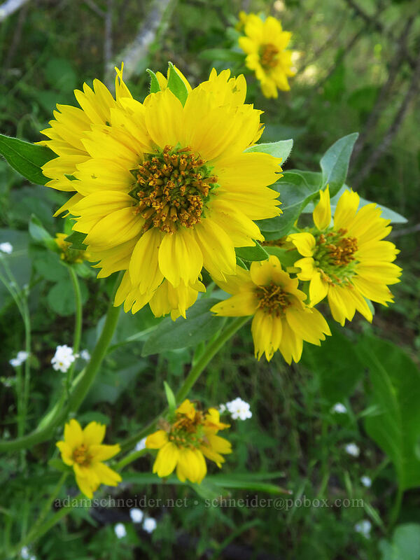 deltoid balsamroot, fringey (Balsamorhiza deltoidea) [East Applegate Ridge Trail, Jackson County, Oregon]