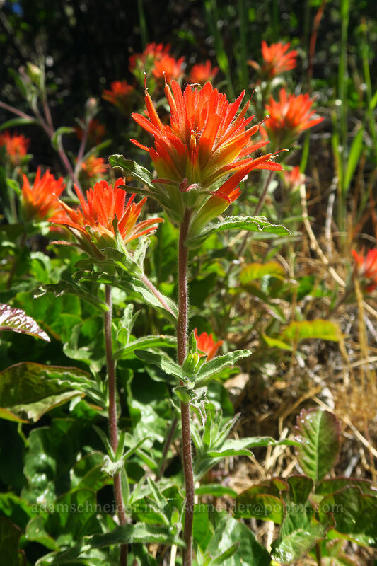 frosted paintbrush (Castilleja pruinosa) [East Applegate Ridge Trail, Jackson County, Oregon]