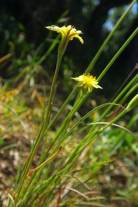 silverpuffs (Uropappus lindleyi (Microseris lindleyi)) [East Applegate Ridge Trail, Jackson County, Oregon]