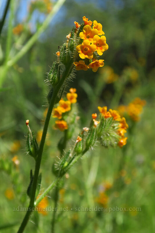 fiddleneck (Amsinckia menziesii) [East Applegate Ridge Trail, Jackson County, Oregon]
