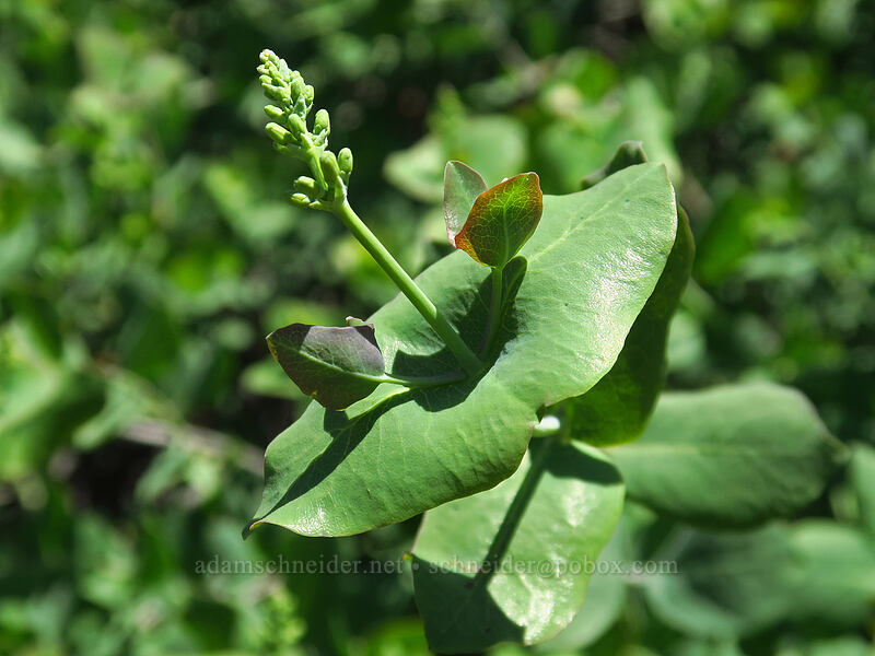 chaparral honeysuckle (Lonicera interrupta) [East Applegate Ridge Trail, Jackson County, Oregon]
