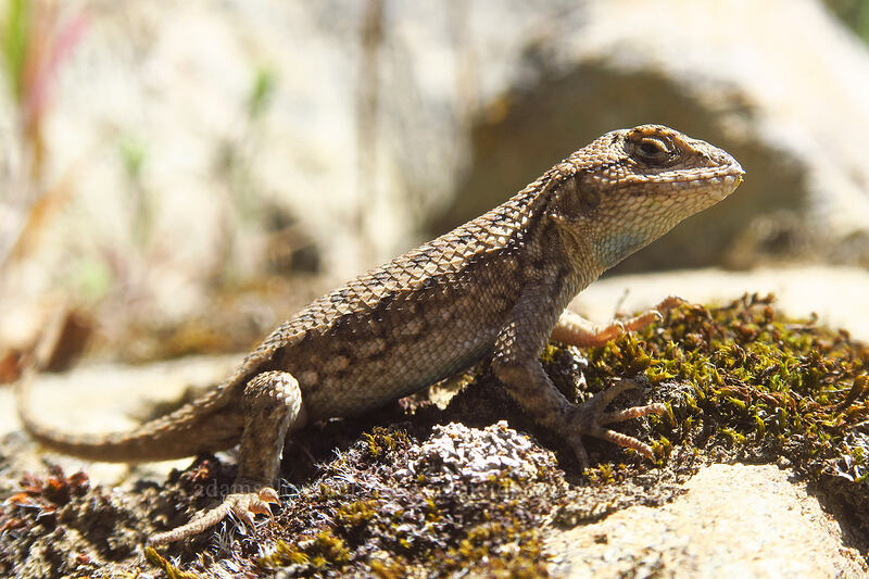 northwestern fence lizard (Sceloporus occidentalis occidentalis) [East Applegate Ridge Trail, Jackson County, Oregon]