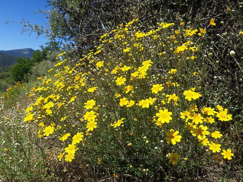 yarrow-leaf Oregon sunshine (Eriophyllum lanatum var. achilleoides) [East Applegate Ridge Trail, Jackson County, Oregon]