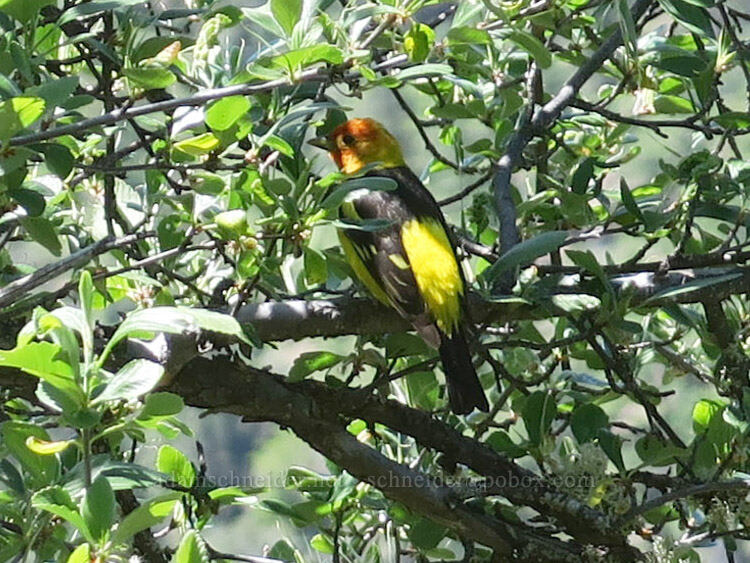 western tanager (Piranga ludoviciana) [East Applegate Ridge Trail, Jackson County, Oregon]