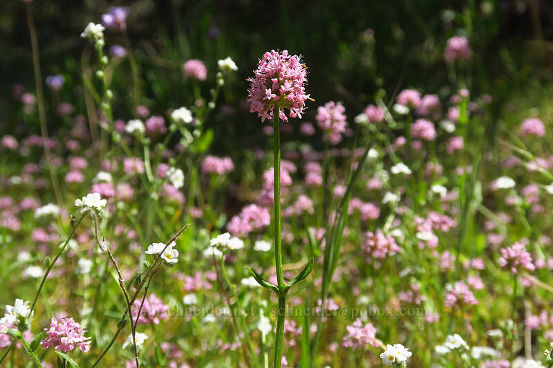 rosy plectritis (Plectritis congesta) [East Applegate Ridge Trail, Jackson County, Oregon]