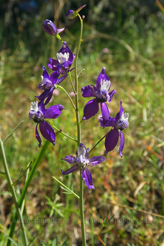 upland larkspur (Delphinium nuttallianum) [East Applegate Ridge Trail, Jackson County, Oregon]