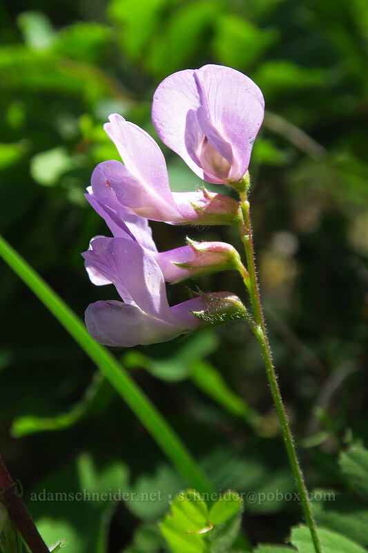 American vetch (Vicia americana) [East Applegate Ridge Trail, Jackson County, Oregon]