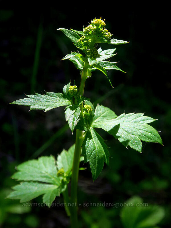 Pacific sanicle (Sanicula crassicaulis) [East Applegate Ridge Trail, Jackson County, Oregon]