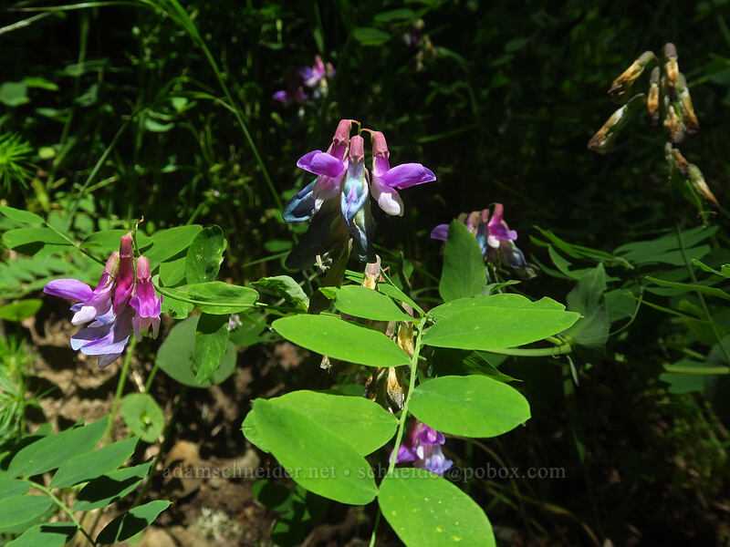 leafy pea-vine (Lathyrus polyphyllus) [Jacksonville Forest Park, Jackson County, Oregon]