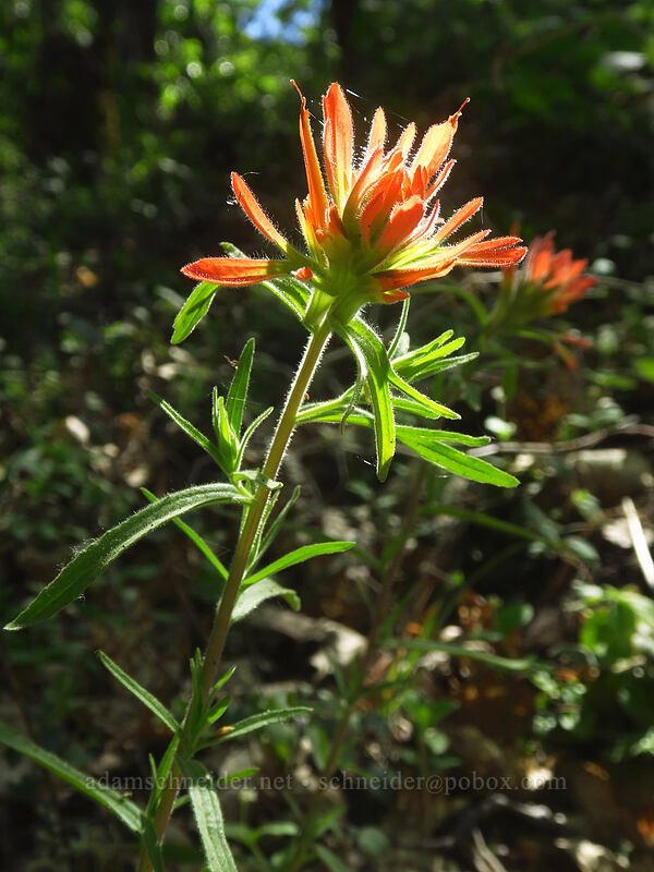 paintbrush (Castilleja sp.) [Jacksonville Forest Park, Jackson County, Oregon]