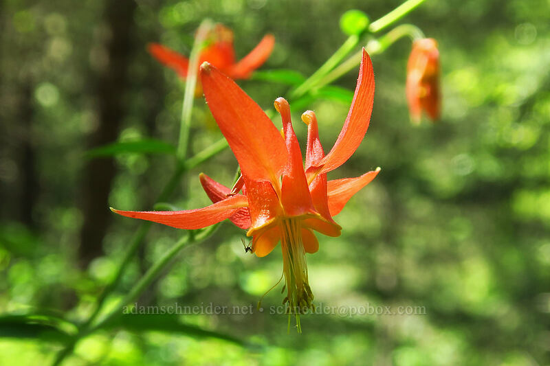 columbine (Aquilegia formosa) [Jacksonville Forest Park, Jackson County, Oregon]