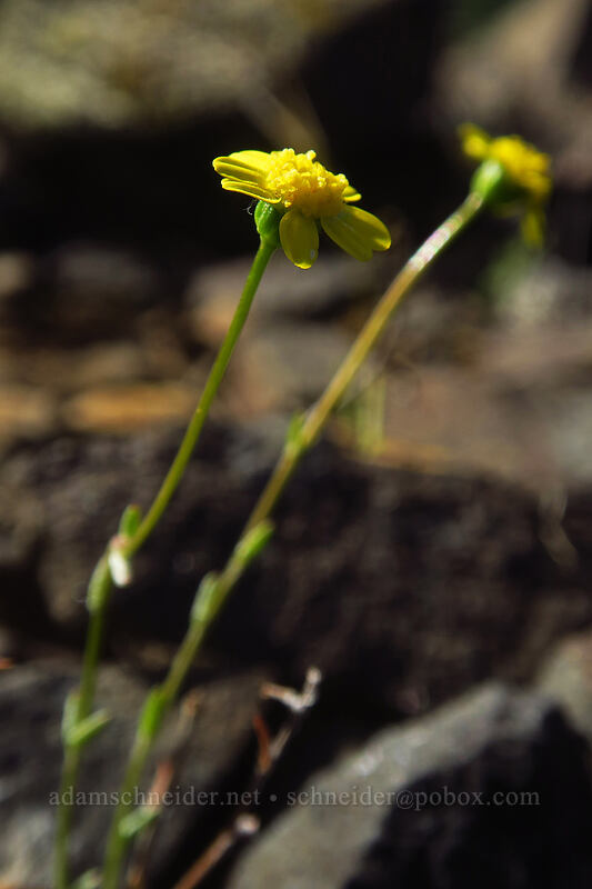 gold stars (Crocidium multicaule) [Viewpoint Mike Trail, Jackson County, Oregon]