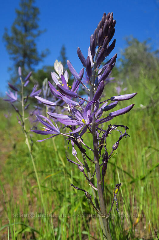 great camas (Camassia leichtlinii ssp. suksdorfii) [Viewpoint Mike Trail, Jackson County, Oregon]