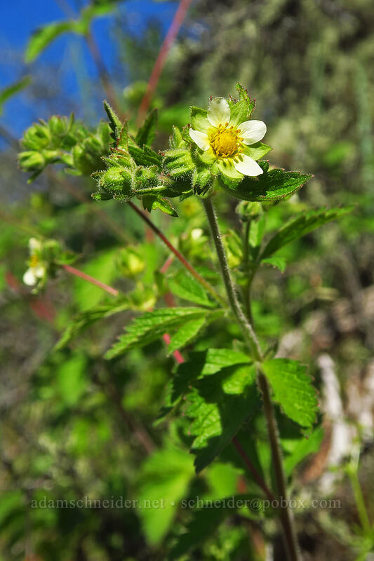 sticky cinquefoil (Drymocallis glandulosa (Potentilla glandulosa)) [Viewpoint Mike Trail, Jackson County, Oregon]