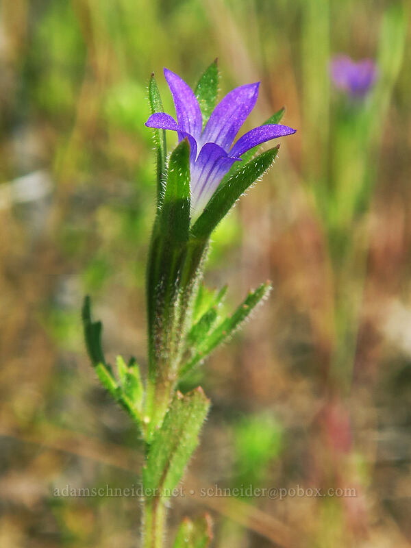 common blue-cup (Githopsis specularioides) [Viewpoint Mike Trail, Jackson County, Oregon]