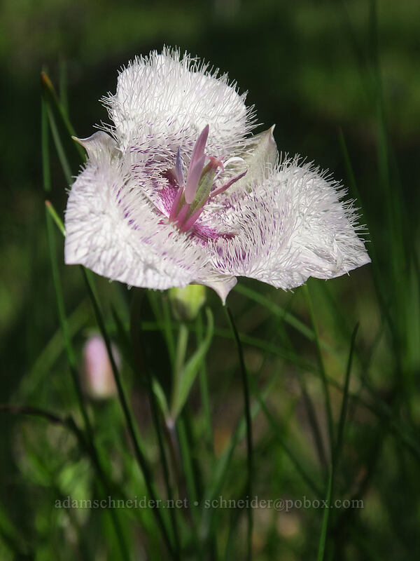 Tolmie's mariposa lily (Calochortus tolmiei) [Viewpoint Mike Trail, Jackson County, Oregon]