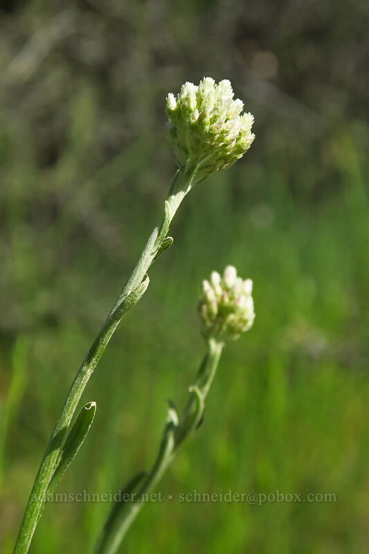 silvery pussy-toes (Antennaria argentea) [Viewpoint Mike Trail, Jackson County, Oregon]