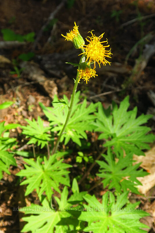 silvercrown luina (Cacaliopsis nardosmia (Cacalia nardosmia)) [Viewpoint Mike Trail, Jackson County, Oregon]