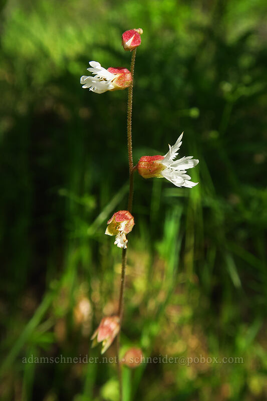 Siskiyou Mountain woodland-star (Lithophragma campanulatum) [Viewpoint Mike Trail, Jackson County, Oregon]