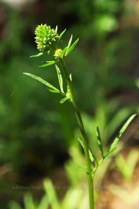 blue-head gilia, budding (Gilia capitata) [Viewpoint Mike Trail, Jackson County, Oregon]