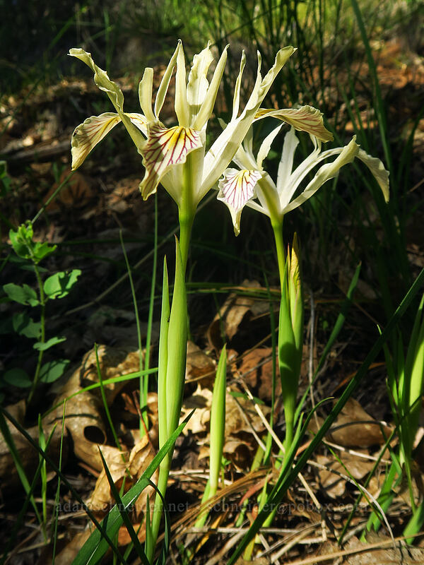 yellow-leaf iris (Iris chrysophylla) [Viewpoint Mike Trail, Jackson County, Oregon]