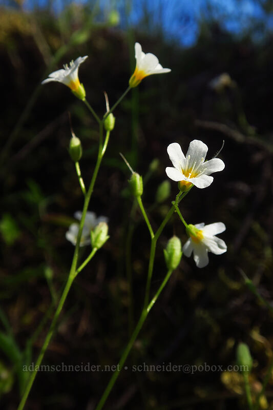 California mist-maidens (Romanzoffia californica) [Viewpoint Mike Trail, Jackson County, Oregon]