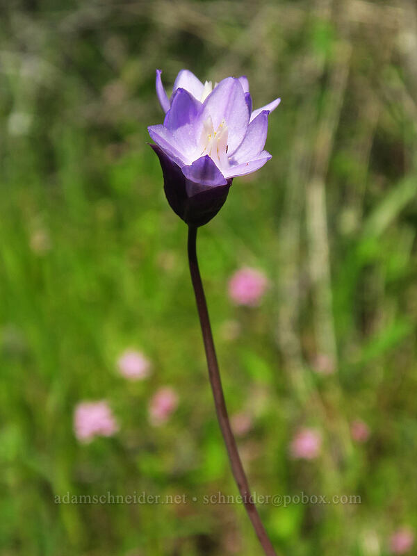 blue dicks (Dipterostemon capitatus (Dichelostemma capitatum)) [Viewpoint Mike Trail, Jackson County, Oregon]