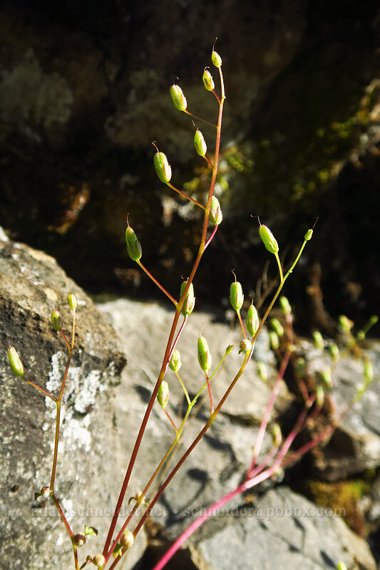 California mist-maiden fruits (Romanzoffia californica) [Viewpoint Mike Trail, Jackson County, Oregon]