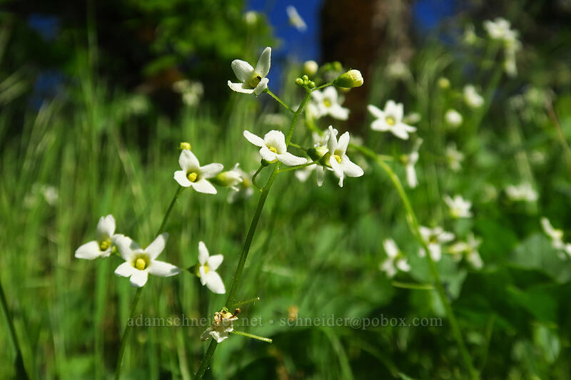 coastal manroot (Marah oregana (Marah oreganus)) [Viewpoint Mike Trail, Jackson County, Oregon]