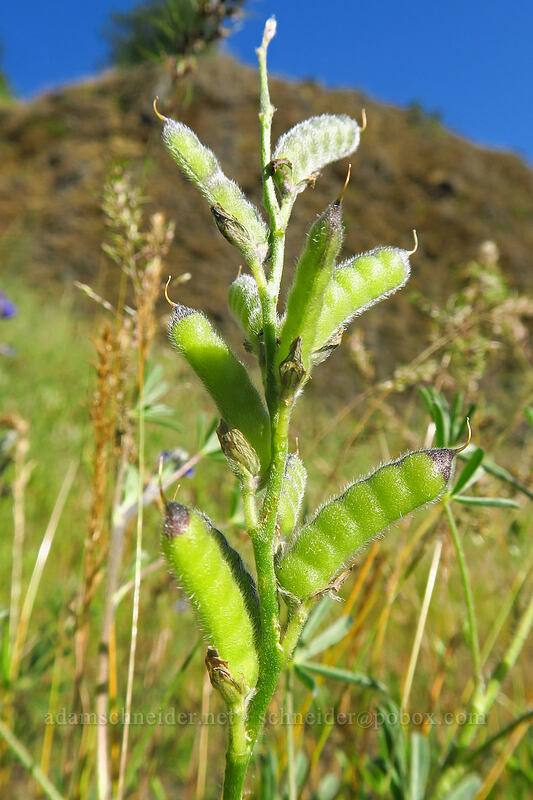 bi-color lupine seed pods (Lupinus bicolor) [Viewpoint Mike Trail, Jackson County, Oregon]