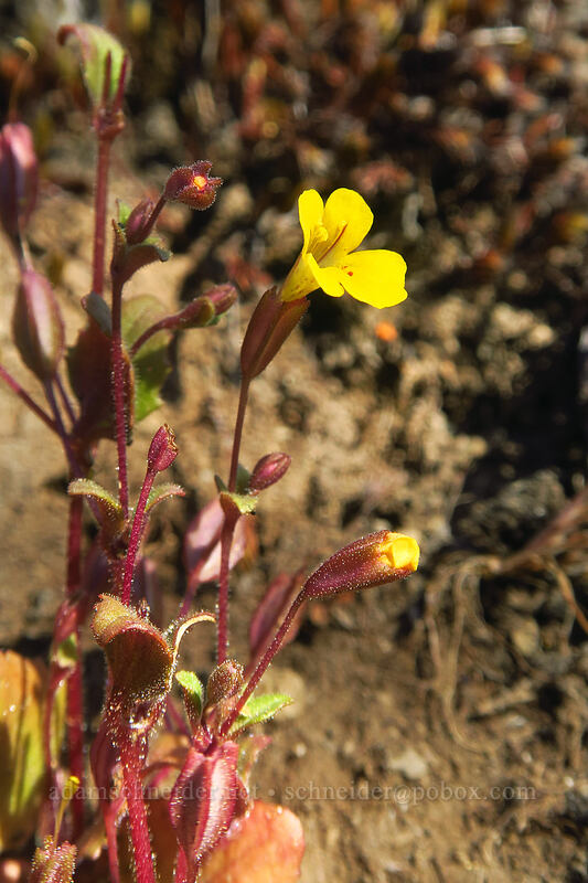chickweed monkeyflower (Erythranthe alsinoides (Mimulus alsinoides)) [Viewpoint Mike Trail, Jackson County, Oregon]