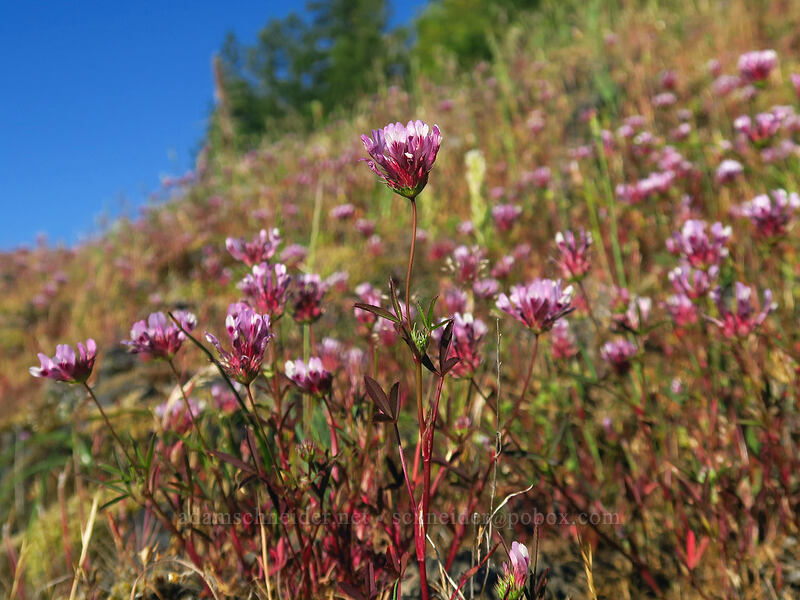 tomcat clover (Trifolium willdenovii) [Viewpoint Mike Trail, Jackson County, Oregon]