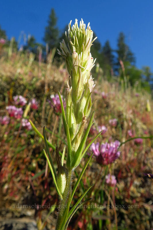 narrow-leaf owl's-clover (Castilleja attenuata (Orthocarpus attenuatus)) [Viewpoint Mike Trail, Jackson County, Oregon]