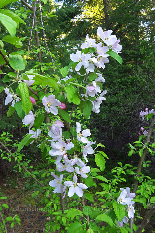 feral fruit tree [Viewpoint Mike Trail, Jackson County, Oregon]