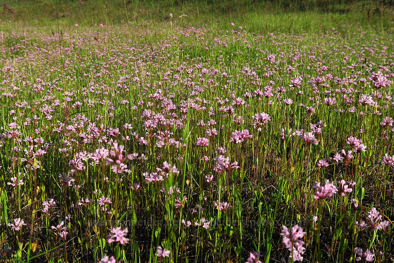rosy plectritis (Plectritis congesta) [Viewpoint Mike Trail, Jackson County, Oregon]