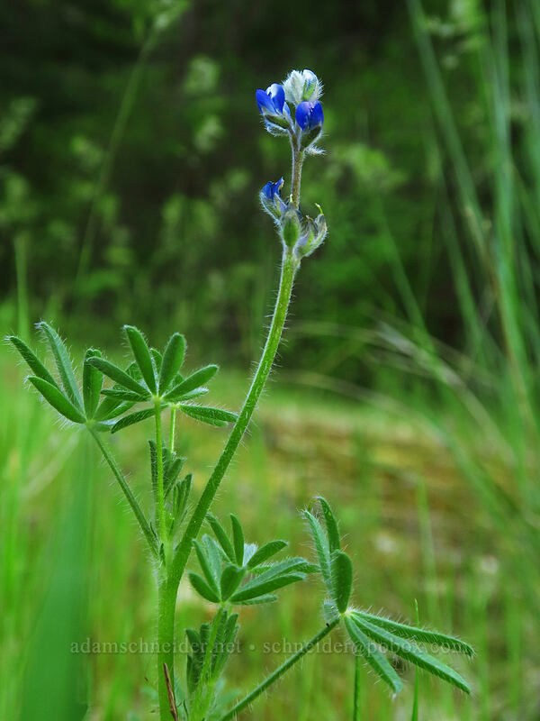 small-flowered lupine (Lupinus polycarpus (Lupinus micranthus)) [Viewpoint Mike Trail, Jackson County, Oregon]