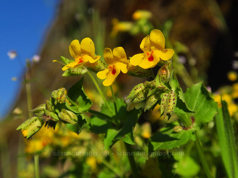 chickweed monkeyflower (Erythranthe alsinoides (Mimulus alsinoides)) [Crater Lake Highway, Jackson County, Oregon]