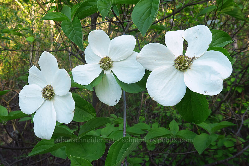 Pacific dogwood flowers (Cornus nuttallii) [Crater Lake Highway, Jackson County, Oregon]