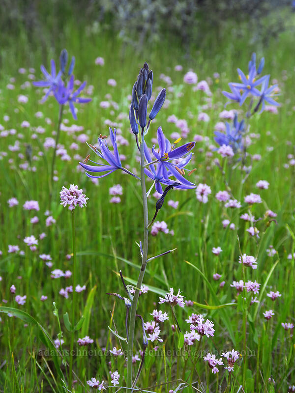 great camas & rosy plectritis (Camassia leichtlinii ssp. suksdorfii, Plectritis congesta) [Takelma Drive, Jackson County, Oregon]
