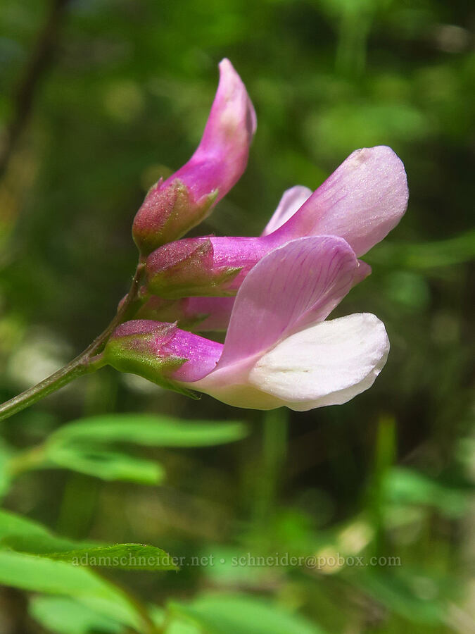 American vetch (Vicia americana) [Brooks Memorial State Park, Klickitat County, Washington]