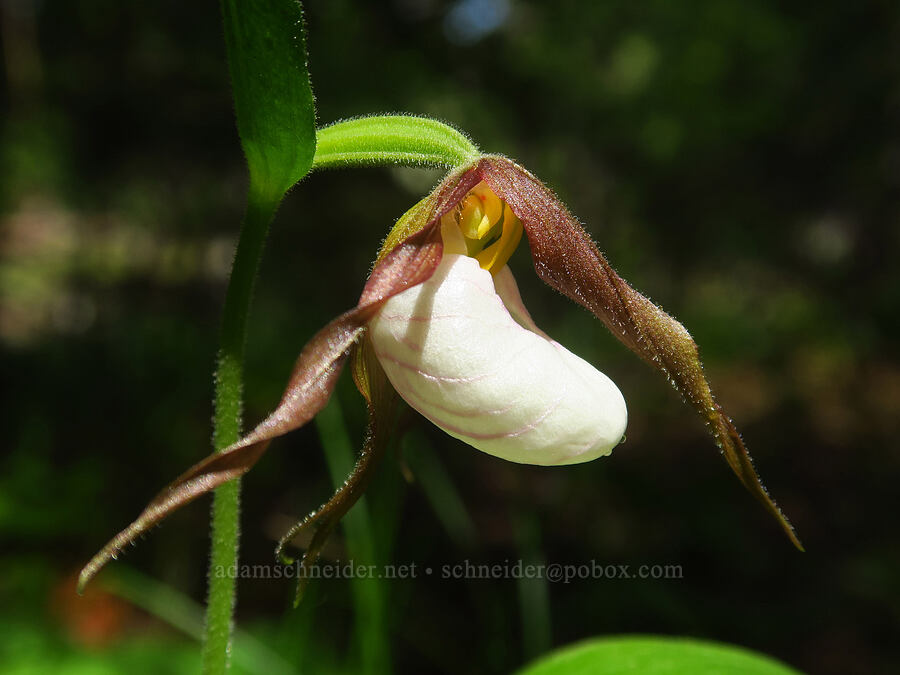 mountain lady's slippers (Cypripedium montanum) [Brooks Memorial State Park, Klickitat County, Washington]