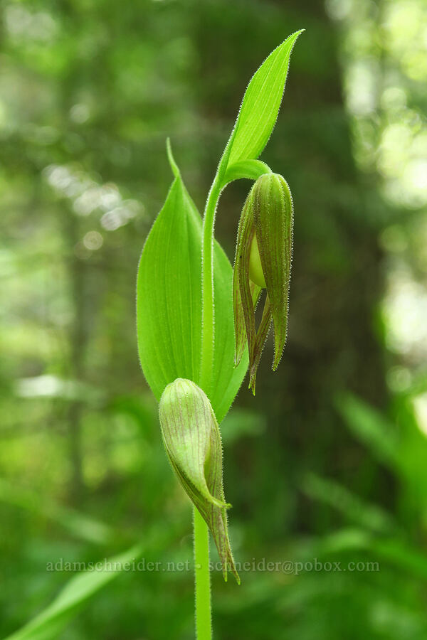 mountain lady's slippers, budding (Cypripedium montanum) [Brooks Memorial State Park, Klickitat County, Washington]