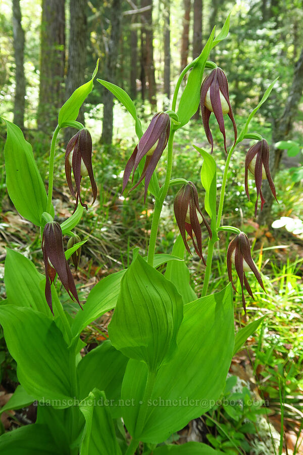 mountain lady's slippers (Cypripedium montanum) [Brooks Memorial State Park, Klickitat County, Washington]