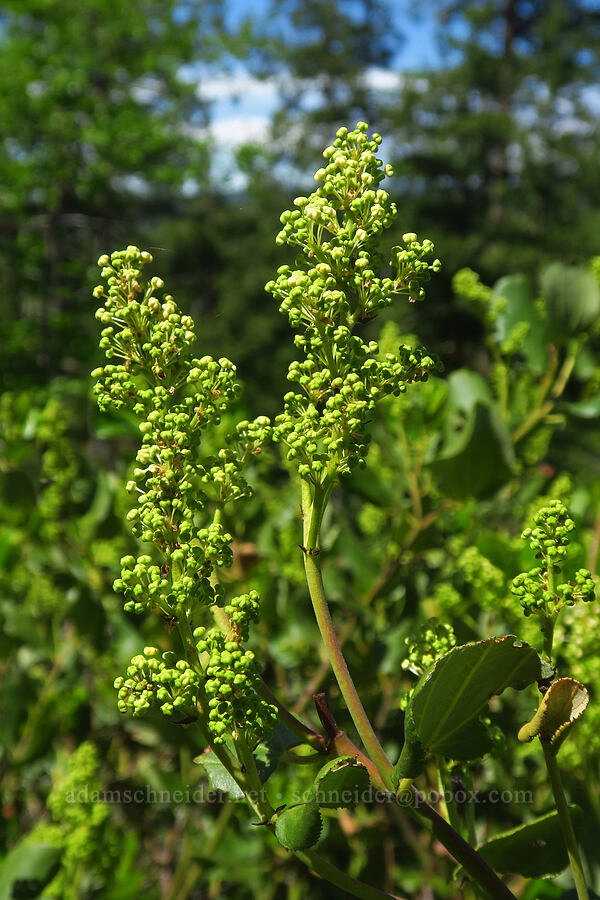 snowbrush, budding (Ceanothus velutinus) [Brooks Memorial State Park, Klickitat County, Washington]