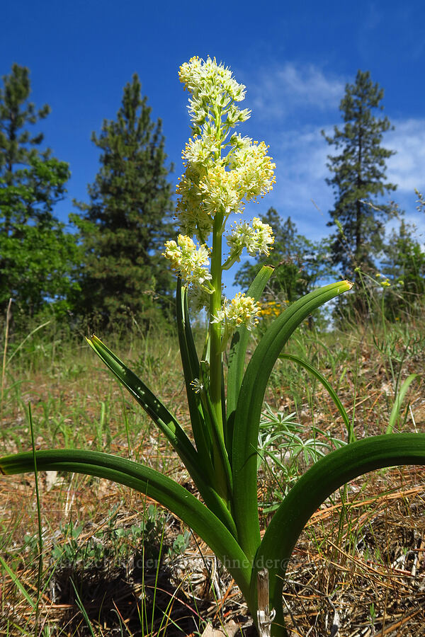 panicled death-camas (Toxicoscordion paniculatum (Zigadenus paniculatus)) [Brooks Memorial State Park, Klickitat County, Washington]