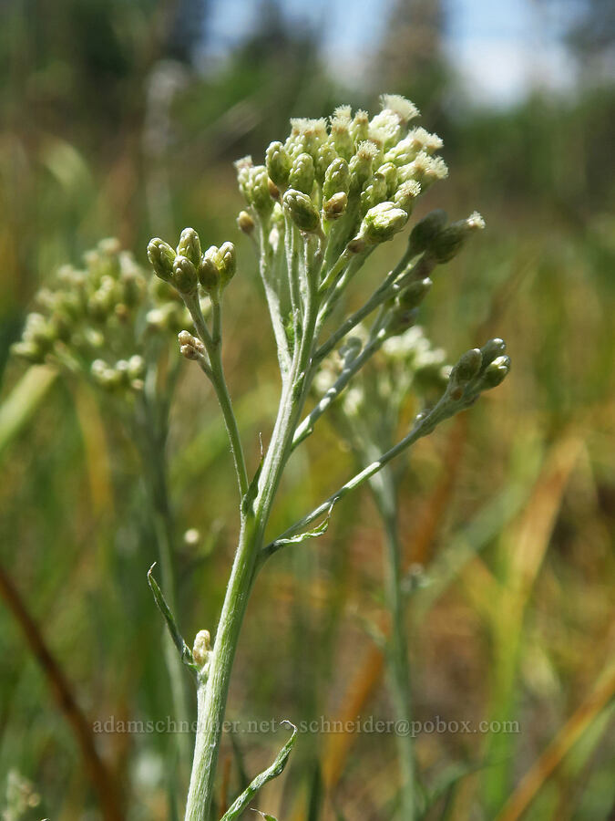 wood-rush pussy-toes (Antennaria luzuloides) [Brooks Memorial State Park, Klickitat County, Washington]